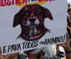 من شاطئ برايا برافا إلى ساحات الاحتجاج.. قصة الكلب أوريليا تشعل الغضب في البرازيل