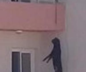 فيديو «مشنقة الكلب» يهز الغربية.. والأمن يلقى القبض على المتهم فى طنطا