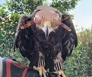 ضمت عقاب ذهبى وحرباء مصرية.. ضبط أنواع برية مهددة بالانقراض فى حملة على سوق الجمعه