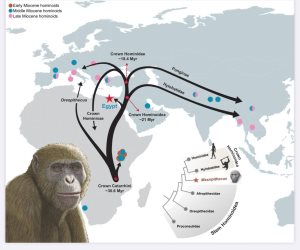 إنجاز علمي عالمي.. جامعة المنصورة تعلن العثور على حفريات قرد عمره 18 مليون سنة