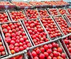 وزارة التموين والتجارة الداخلية تطرح طماطم بسعر 20 جنيها للكيلو بمنافذ المجمعات الاستهلاكية