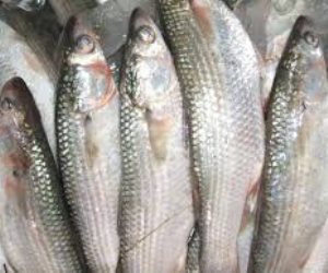 معهد علوم البحار .. نجاح تفريخ البورى صناعيا لأول مرة يعزز الأمن الغذائى