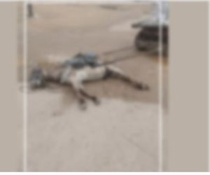 تفاصيل نفوق دابة تجر عربة كارو إثر صعق كهربائى أمام إحدى المدارس بالسويس