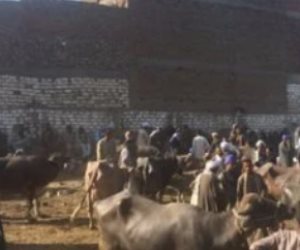 ضبط المتهم بقتل تاجر مواشي في خلاف على شراء جاموسة بإحدى أسواق قنا