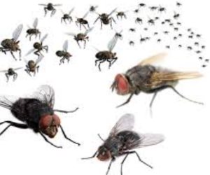 6 حلول طبيعية للتخلص من الذباب داخل المنزل بدون استخدام مبيدات