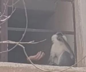 بيطرى المنوفية يكشف آخر تطورات مطاردة القرد الهارب فى مدينة السادات