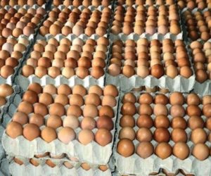 الزراعة تواصل ضخ بيض المائدة والدواجن بسعر مخفض لضبط الأسواق 