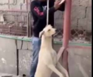 القبض على شخص بتهمة تعذيب كلب حتى موته