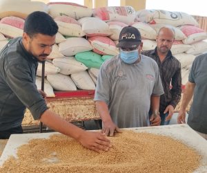 محافظ الجيزة: استلام (500) ألف طن قمح محلي بمواقع التخزين بالصوامع والشون