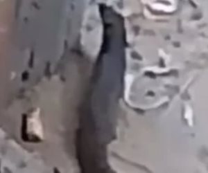 شئون البيئة بالفيوم تحسم الجدل: الحيوان المتداول في الصور هو النمس المصري ولا يشكل خطرًا