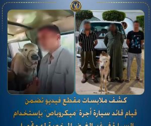 بعد تداول الفيديو .. ضبط مزارع استقل سيارة أجرة بصحبة بقرة بالبحيرة