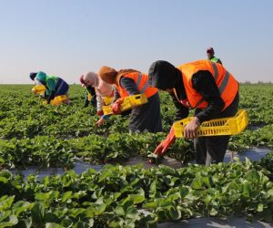 استصلاح 4.5 مليون فدان.. كيف غيّر جهاز مستقبل مصر خريطة الزراعة المصرية؟