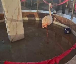 وزيرة التنمية المحلية والبيئة: حملة مكبرة على بعض الكافيهات بكورنيش الإسكندرية