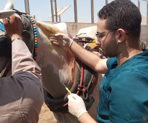 محافظة الجيزة تبدأ تطعيم وترقيم خيول منطقة الهرم استعدادًا لاستضافة بطولة (Longines Global Champions Tour)