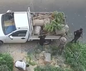 أمن الإسكندرية يضبط عدد من الأشخاص قاموا بتقطيع شجرة مستخدمين "منشار" 