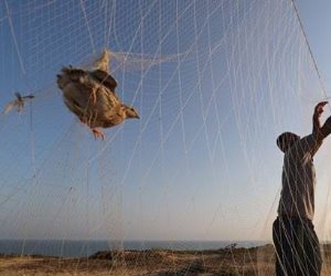 محافظ شمال سيناء يعتمد الضوابط الخاصة بصيد السمان والشرشير بالمحميمات وشواطيء البحر المتوسط 