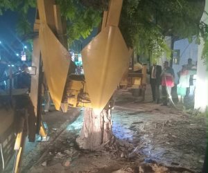 بعد سقوطها بشكل مفاجئ على عقار بمصر الجديدة.. وزيرة التنمية المحلية والبيئة تتابع مع محافظ القاهرة جهود نقل شجرة والاستعانة بأحدث الأجهزة والمعدات بالدولة ونقلها لمكان آخر