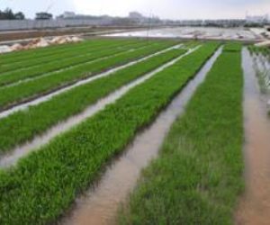 4 ملايين فدان أراض مستصلحة جديدة منذ 2014.. وزير الزراعة يوجه باستمرار التنسيق بين غرفة تطوير واستصلاح الأراضي الصحراوية