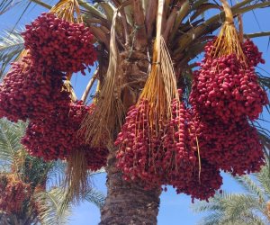 موسم البلح والعجوة في شمال سيناء.. حصاد خير يفرّح البيوت ويجهّز العرسان ويصنع فرحة رمضان (صور وفيديو) 