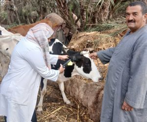 "الجيزة" تطلق حملة قومية لتحصين الأبقار والأغنام والماعز ضد الأمراض الوبائية