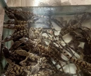 داخل جركن أزرق بقطار أسوان.. ضبط 30 تمساحا صغيرا قبل تهريبها إلى الإسكندرية