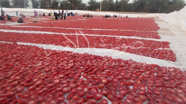 بالفيديو والصور.. صادرات الصعيد للطماطم المجففة في المرتبة الثانية بعد إيطاليا.. شمس جنوب مصر مصدر رئيسي للتجفيف.. المشروع يوفر 100 فرصة عمل في اليوم الواحد..والطن المجفف يعطي من 11 إلي 12 طن طازج