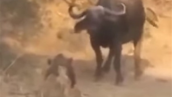 بالفيديو.. جاموس ينهى حياة ملك الغابة 