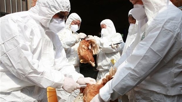 العراق يعلن أول تفش لأنفلونزا الطيور منذ 10 سنوات