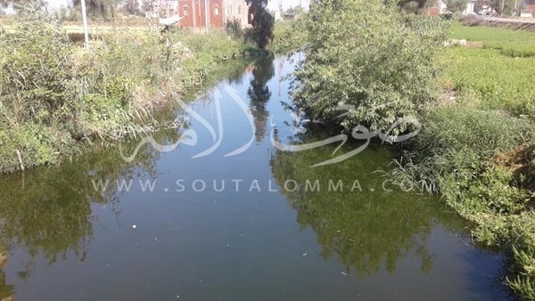 بالصور.. «السنوات العجاف» تهدد محافظة كفر الشيخ.. مياه الصرف الصحى آفة تحاصر المحاصيل الزراعية.. «الفلاحين»: «قدمنا شكاوي ومحدش عبرنا».. و«الأطباء»: الفشل الكلوي يقبض أرواح الغلابة