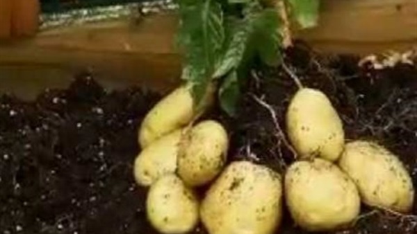 نبتة سحرية تنتج الطماطم والبطاطا في نفس الوقت