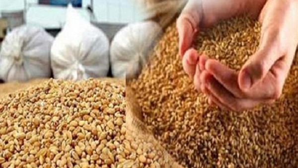 تموين القليوبية: استلام 2100 طن قمح من المزراعين