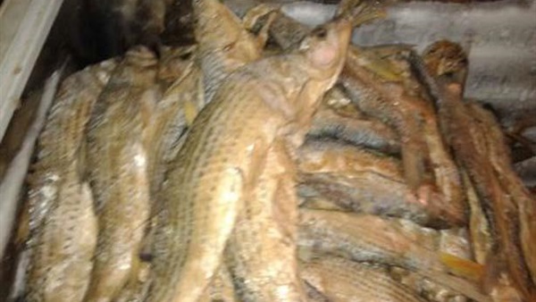 ضبط 2,5 طن رنجة مجهولة المصدر قبل ترويجها في أسوان