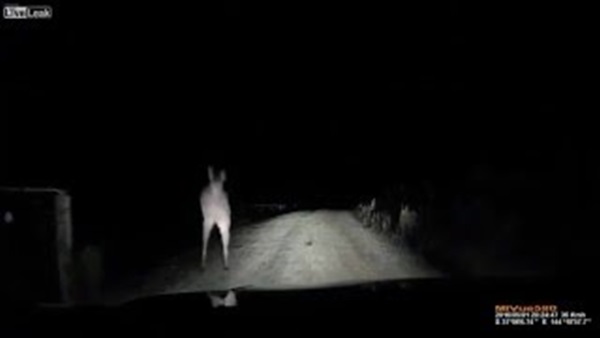 بالفيديو.. «كنغر» يهاجم سيارة على الطريق السريع