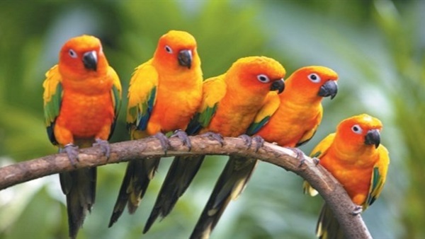 دراسه كنديه: الحبوب ساعدت العصافير على عدم الإندثار