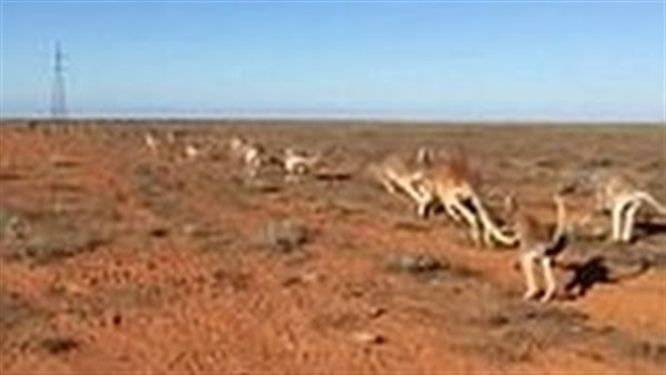 بالفيديو.. دراجة راعي أغنام ترهب آلافًا من حيوانات الكنغر