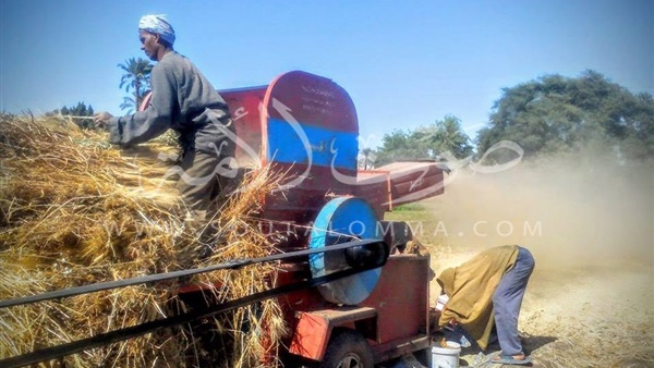 بالفيديو والصور.. فضيحة الحكومة في محصول القمح.. المزارعون يفترشون الطرقات انتظارا لتسليم المحصول.. الشون غير كافية والرفض شعار الجمعيات الزراعية..الفلاحون:حسبنا الله ونعم الوكيل الحكومة خربت بيوتنا