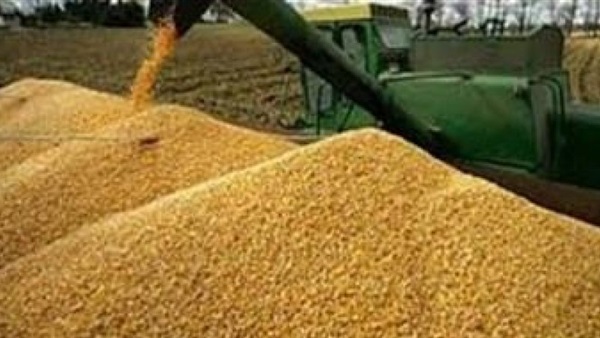 الداخلية تحبط دخول 100 طن قمح مستورد فاسد للبلاد