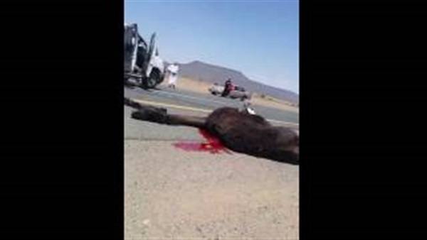 بالفيديو.. دهس جمل أسفل عجلات سيارة بمكة 