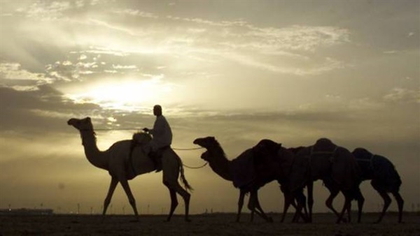 علماء يفكون لغز ظهور الجمال ذات سنام واحد