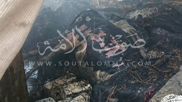 بالصور.. نفوق 11 رأس ماشية فى حريق منزلين بكفرالشيخ