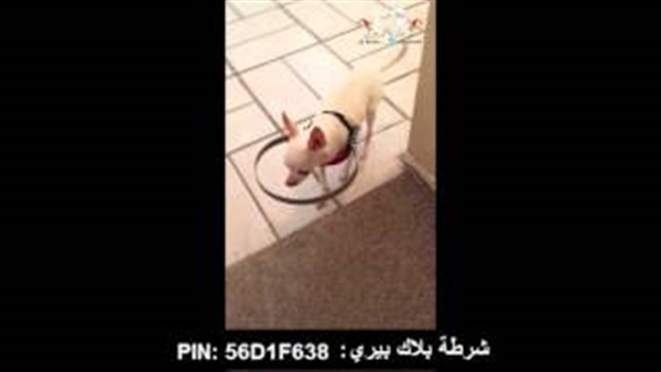 بالفيديو.. اختراع متميز سهل لكلب أعمى حياته