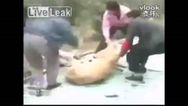 بالفيديو.. لحظة إنقاذ فتاة من بين فكي أنثى الأسد