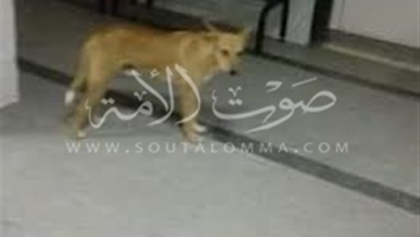 بالصور.. كلب يتجول داخل مستشفى سنورس المركزي بالفيوم 