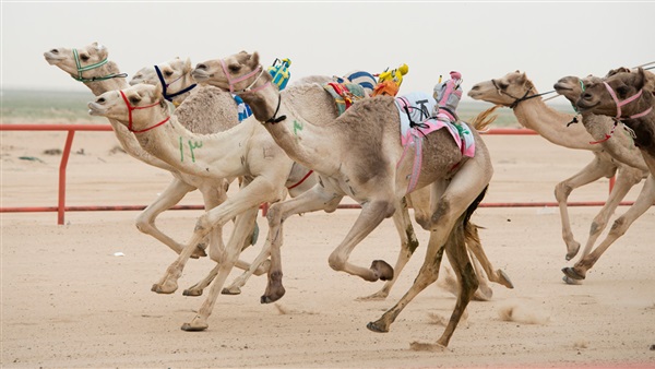 اليوم.. الوادي الجديد تستضيف البطولة العربية لـ"الهجن"