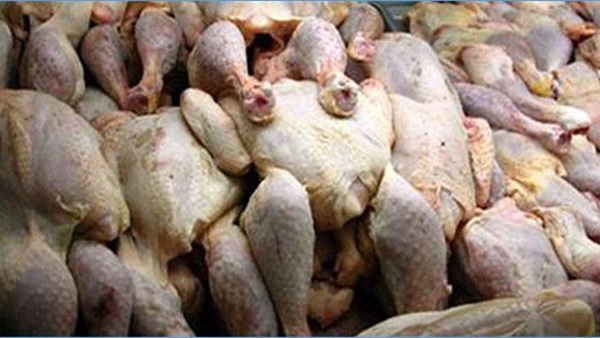 ضبط كمية من الدواجن الفاسدة بثلاجة شهيرة في قليوب