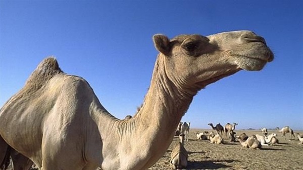 جمل يقتل صاحبه الذي تركه في الحرّ في الهند
