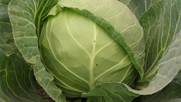 مفاجأة.. الكرنب يسهل الهضم ويقوي الأسنان والعظام