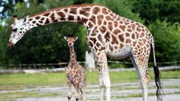 علماء: تعرف على سر طول رقبة الزرافة 