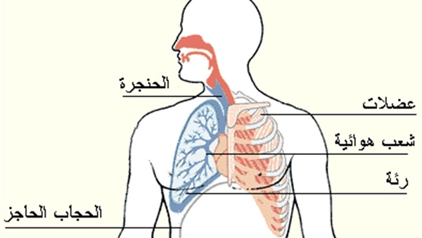 مؤتمر طبي بالقاهرة لمناقشة مشكلات الجهاز التنفسي لعاملي المجال الصناعي