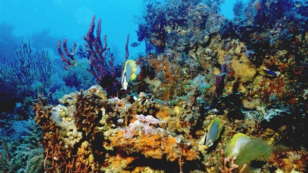 خطر جديد يهدد الشعب المرجانية وهو الحيوان المائي الإسفنج